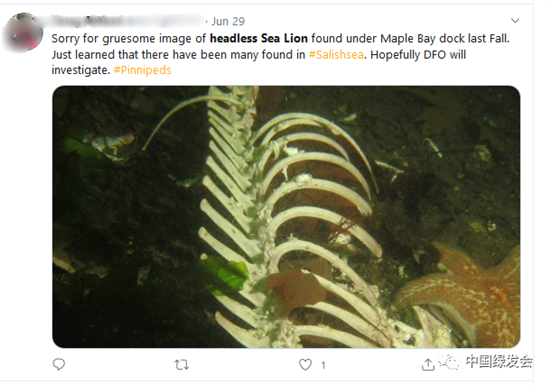 （一名网友在6月29日分享了他的经历：去年秋季，他在枫树湾码头下发现了无头海狮的恐怖形象。他表示，刚刚得知在Salish sea有不少新发现，希望当局调查。来源：社交媒体）